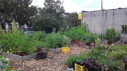 Initiative agricultural and environmental program in East New York